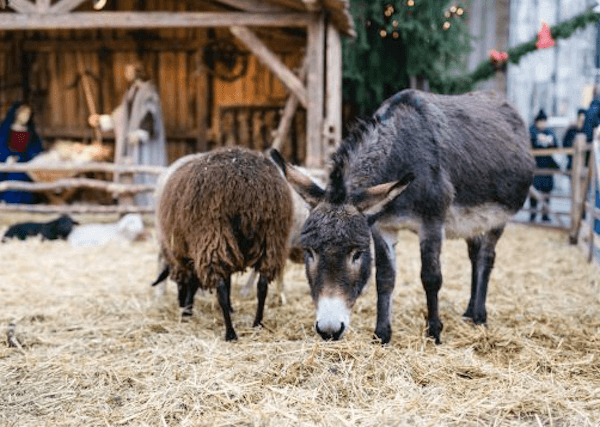 Living nativity scene at Ulm Christmas Market with donkey and sheep
