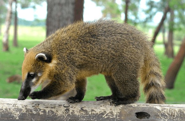 uruguay coati