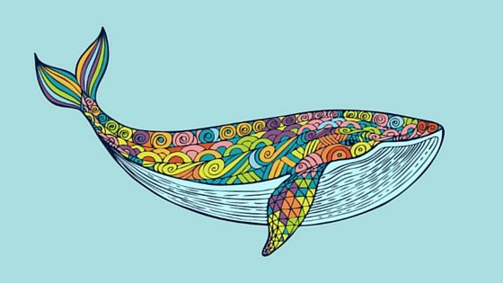 New Zealand hand drawn whale