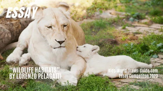 white lions essay white lions essay