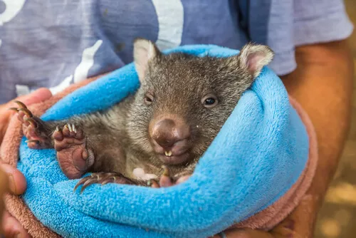 Wombat held by a park attendant - image by Benny Marty