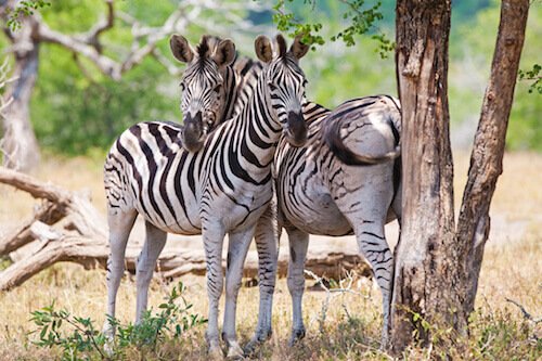 Namibian zebras