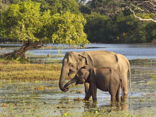 yala national park