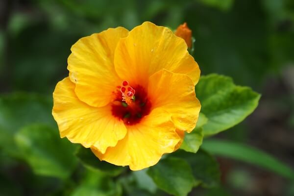 yellow hibiscus flower