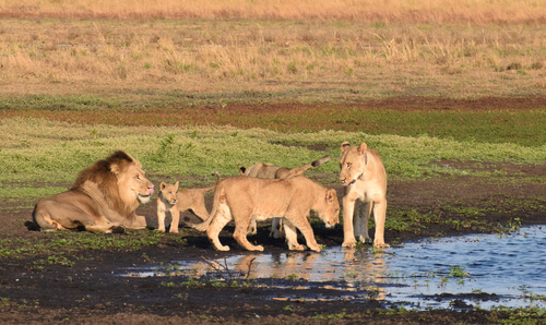 Zambia lion family with cubs