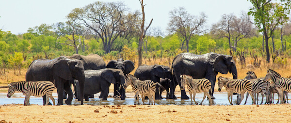 zimbabwe hwange