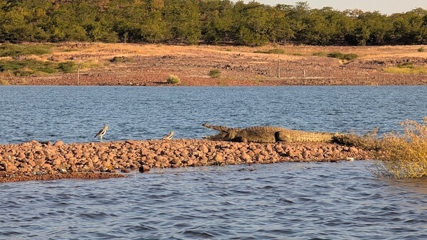 lake kariba crocodile