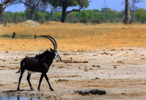 zimbabwe sable antelope hwange